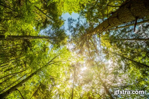 Stock Photo: In the Trees