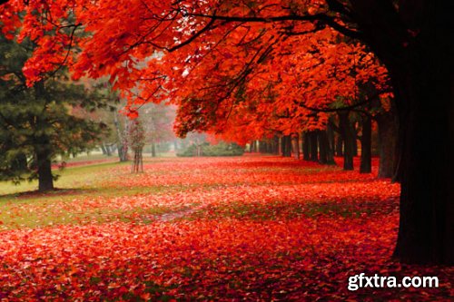 Stock Photo: In the Trees