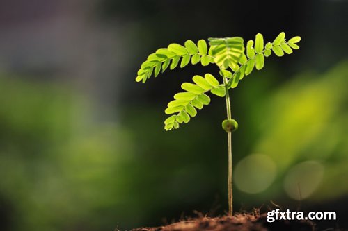 Stock Photo: In the Trees