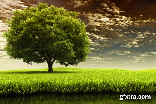 Stock Photo: In the Trees