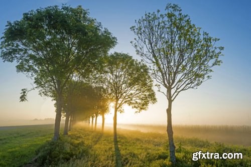 Stock Photo: In the Trees
