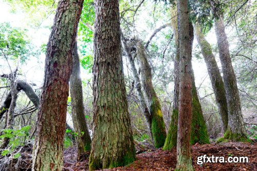 Stock Photo: In the Trees
