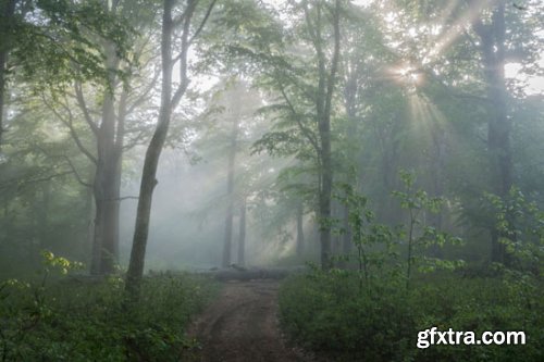 Stock Photo: In the Trees
