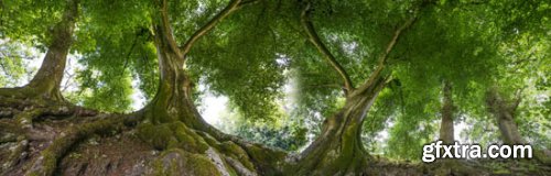 Stock Photo: In the Trees