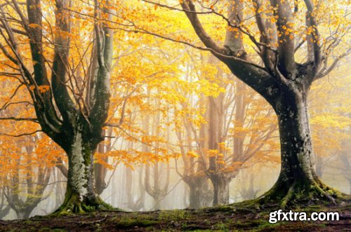 Stock Photo: In the Trees