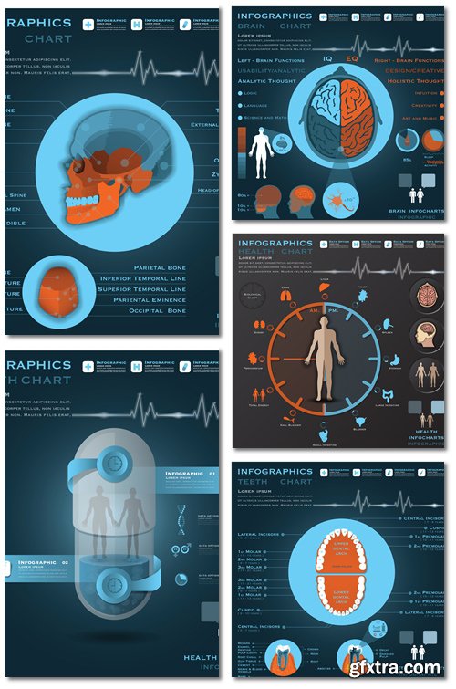 Biological Clock Health And Medical Infographic - Vector