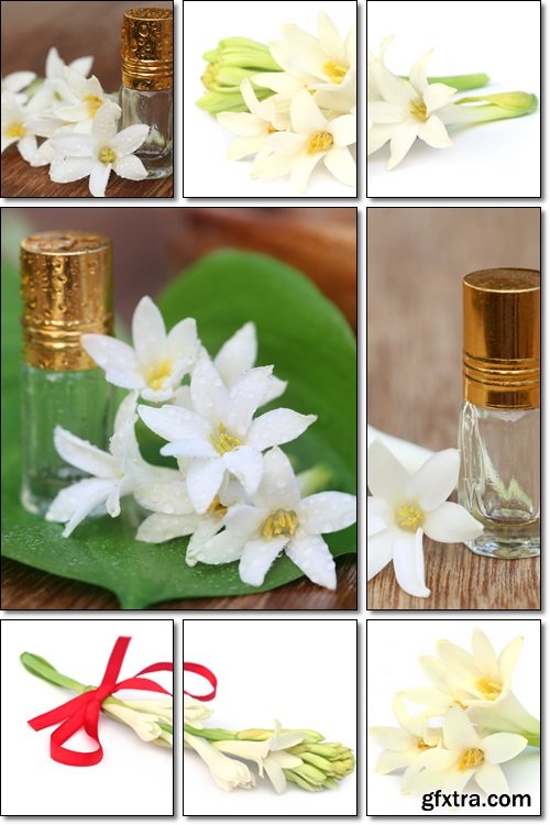 Tuberose or Rajnigandha of Southeast Asia with herbal extract - Stock photo