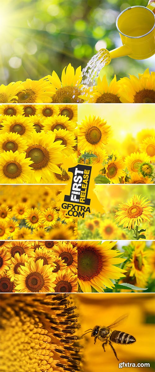 Stock Photo: Flower sunflower