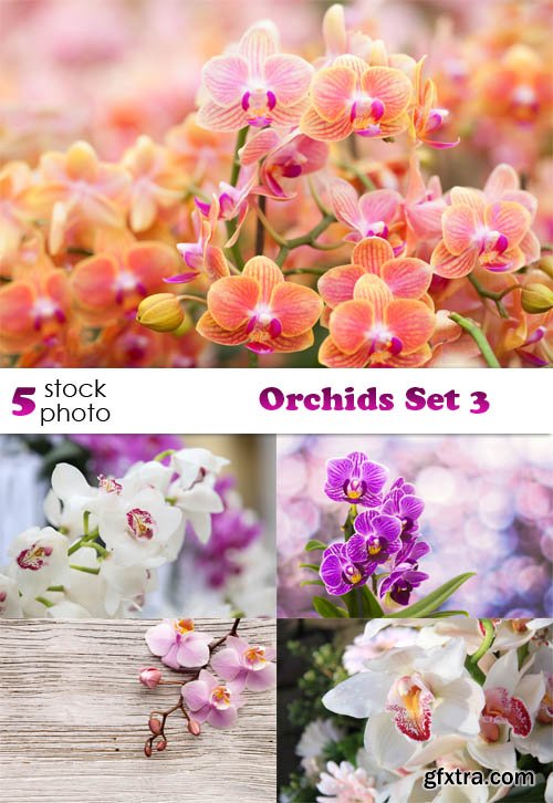 Photos - Orchids Set 3