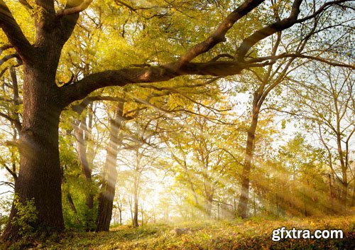 Stock Photo: Beautiful nature 6