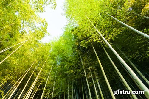 Stock Photo: Beautiful nature 6