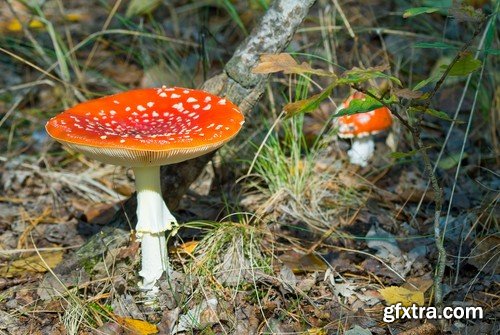 mushrooms,25 x UHQ JPEG