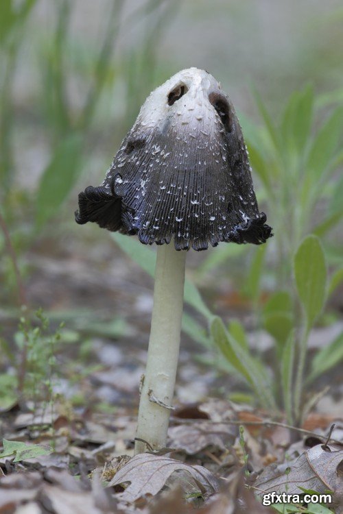 mushrooms,25 x UHQ JPEG