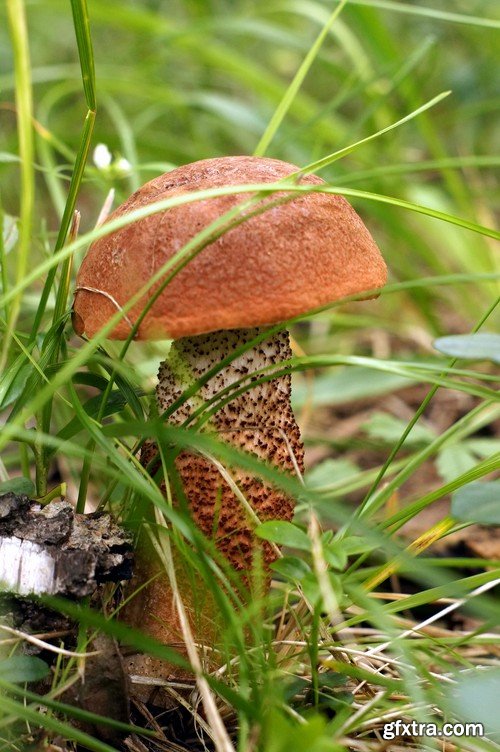 mushrooms,25 x UHQ JPEG