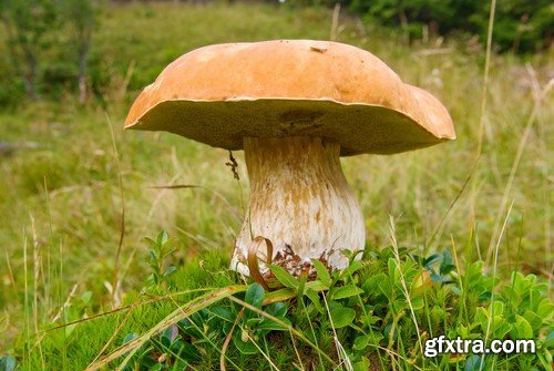 mushrooms,25 x UHQ JPEG