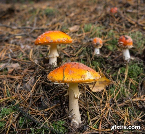 mushrooms,25 x UHQ JPEG
