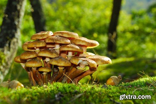 mushrooms,25 x UHQ JPEG