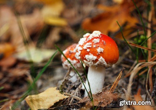 mushrooms,25 x UHQ JPEG