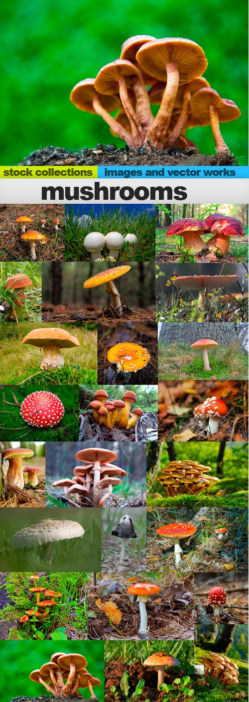 mushrooms,25 x UHQ JPEG