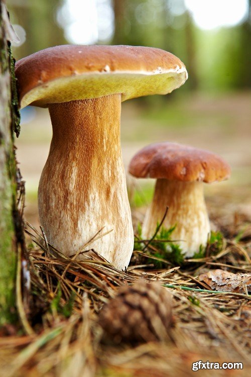mushrooms,25 x UHQ JPEG