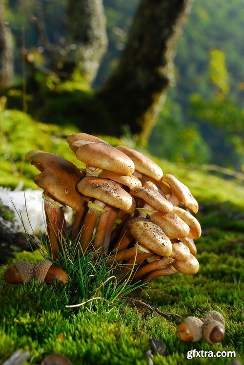 mushrooms,25 x UHQ JPEG