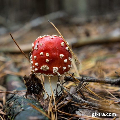 mushrooms,25 x UHQ JPEG