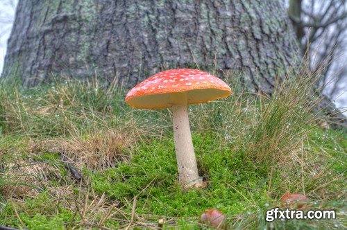 mushrooms,25 x UHQ JPEG