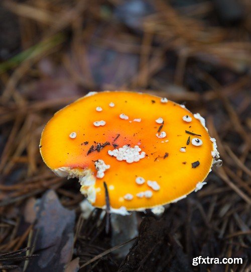 mushrooms,25 x UHQ JPEG