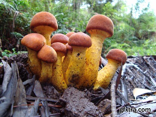 mushrooms,25 x UHQ JPEG