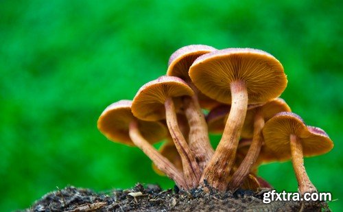 mushrooms,25 x UHQ JPEG
