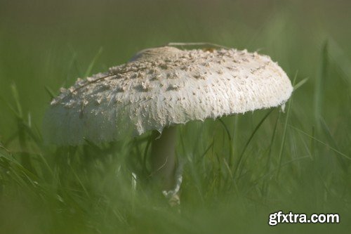 mushrooms,25 x UHQ JPEG