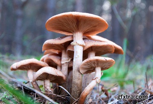 mushrooms,25 x UHQ JPEG