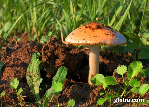 mushrooms,25 x UHQ JPEG