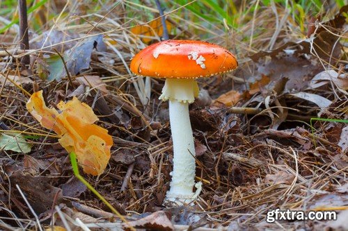 mushrooms,25 x UHQ JPEG