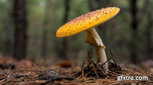 mushrooms,25 x UHQ JPEG