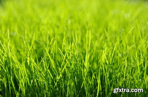 Stock Photos - Green grass 3, 25xJPG