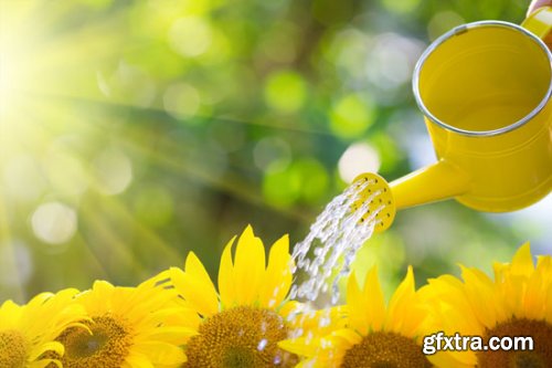 Stock Photo: Flower sunflower