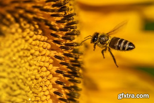 Stock Photo: Flower sunflower