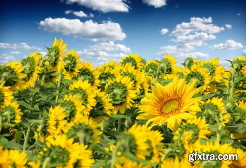 Stock Photo: Flower sunflower
