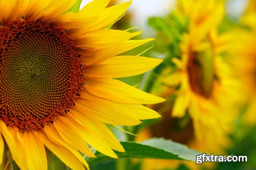 Stock Photo: Flower sunflower