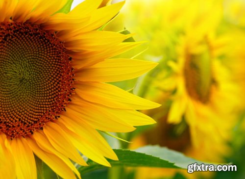 Stock Photo: Flower sunflower