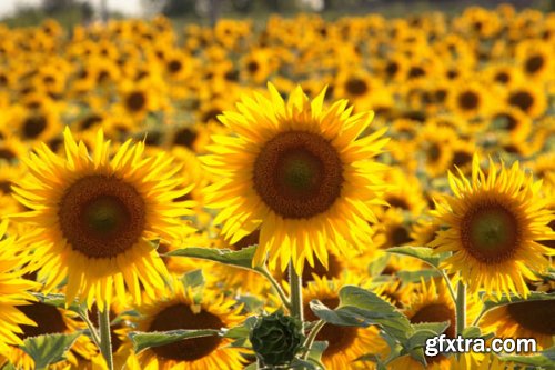 Stock Photo: Flower sunflower