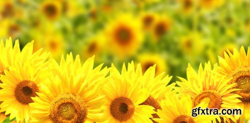 Stock Photo: Flower sunflower