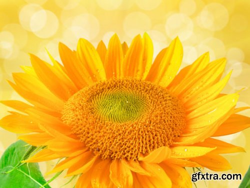 Stock Photo: Flower sunflower