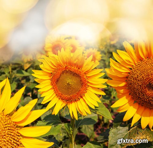 Stock Photo: Flower sunflower