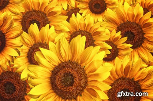 Stock Photo: Flower sunflower