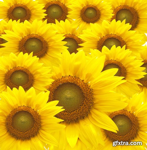 Stock Photo: Flower sunflower