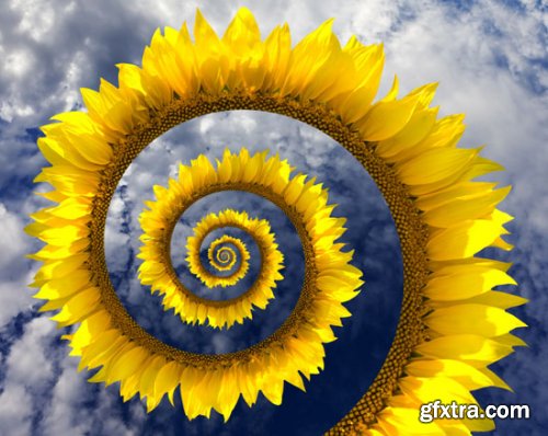 Stock Photo: Flower sunflower
