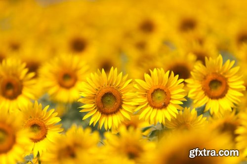 Stock Photo: Flower sunflower