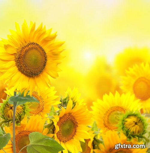 Stock Photo: Flower sunflower